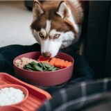 ¿Qué puedo darle de comer a mi husky?