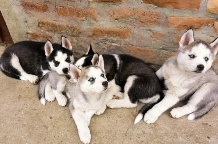Consejos para cuidar a un cachorro de husky siberiano