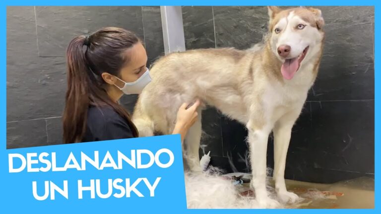 Como cortar el pelo a un husky siberiano