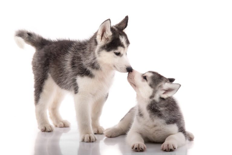 Como cuidar a los perros husky siberiano