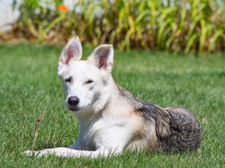 Cruce perros husky Siberiano y Labrador Características