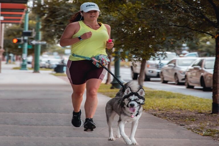 Cuanto ejercicio hay de hacer un husky siberiano