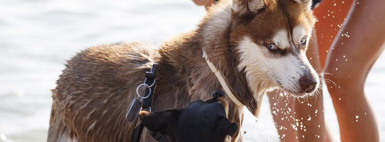 Husky siberiano cuidados en verano y comida