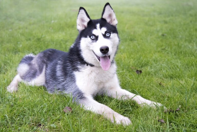 Huskysiberiano.net ¡Blog enfocado solo a los hermosos Husky!