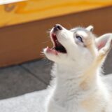 A qué edad aullan los husky siberiano