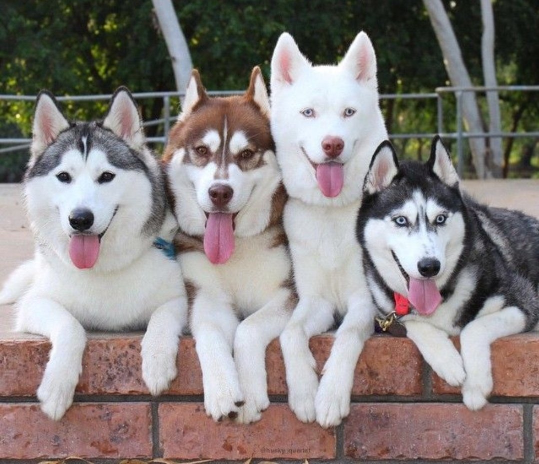 Como Se Reproducen Los Huskys Siberianos HUSKYSIBERIANO NET