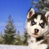 Nombre para una perrita husky siberiano