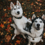 ¿Cuál es la raza de perro que más se parece a un lobo?