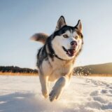 Cómo Educar a un Husky para que No Muerda (Sin Perder la Cordura ni un Dedo)